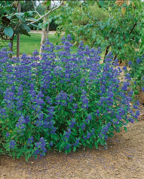 Caryopteris x clandonensis