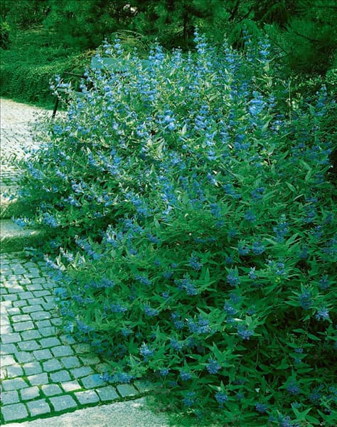 Caryopteris x clandonensis