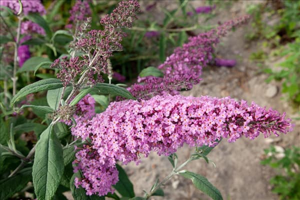 Buddleja davidii Pink Delight