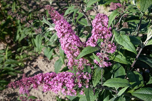 Buddleja davidii Pink Delight