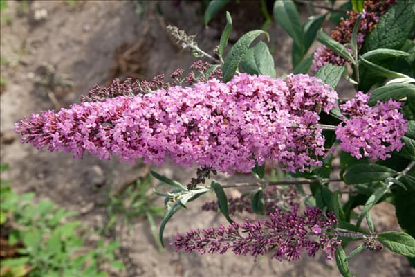 Buddleja davidii Pink Delight