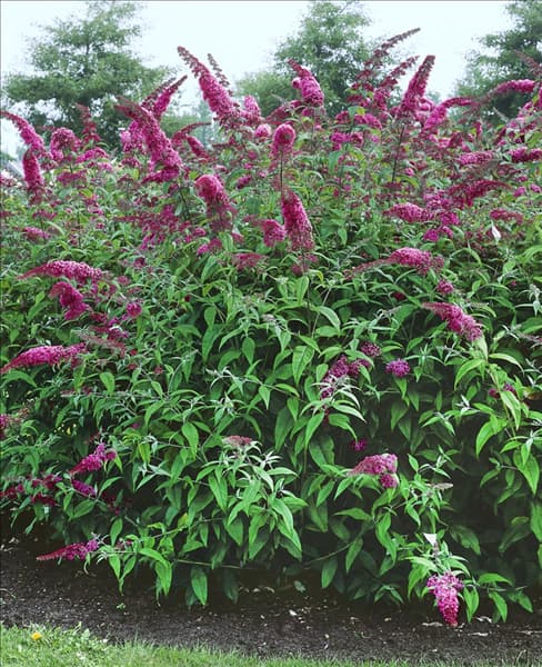 Buddleja davidii Pink Delight