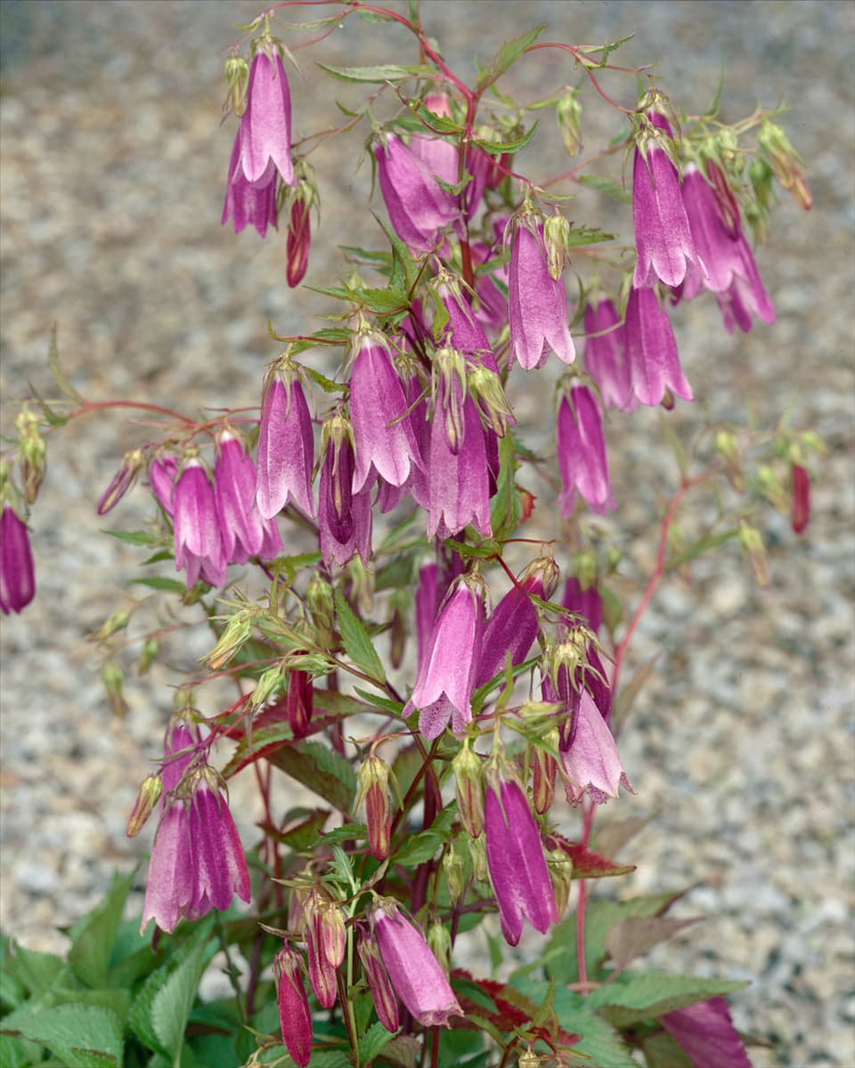 Campanula Wine 'n' Rubies