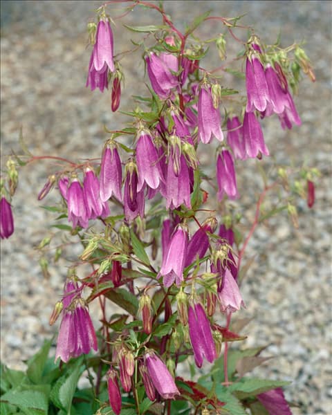 Campanula Wine 'n' Rubies
