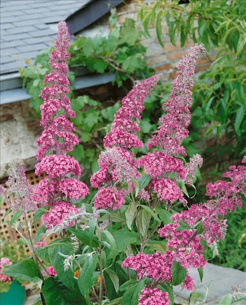 Buddleja davidii Pink Delight