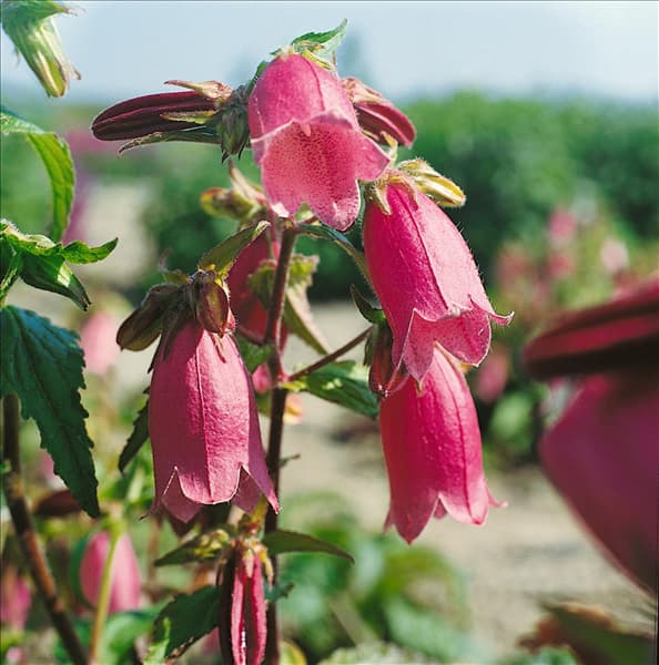 Campanula punctata Rubra