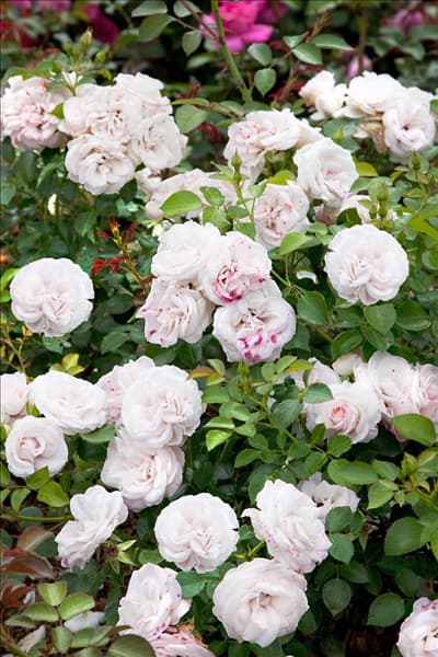 Rosa Aspirin ®
