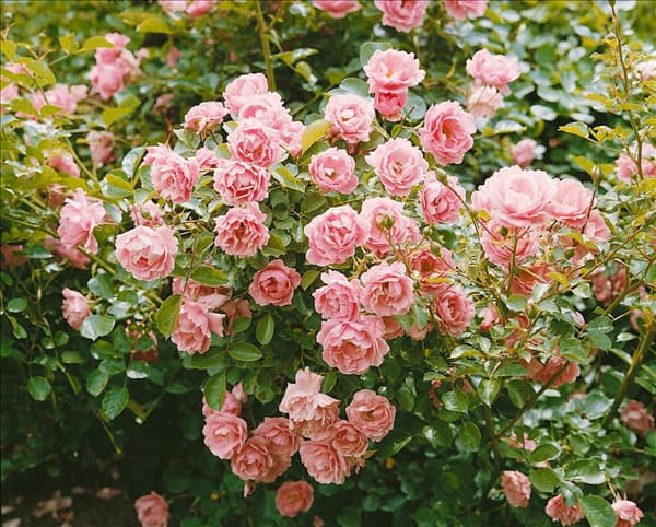 Bodenbed. Rosen VENT D'ETE (R)