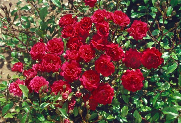 Bodenbed. Rosen FAIRY DAMSEL (R)