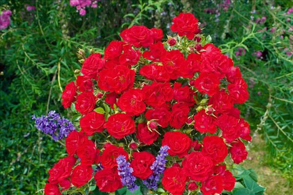 Ground Cover Rose Limesrose Saalburg®