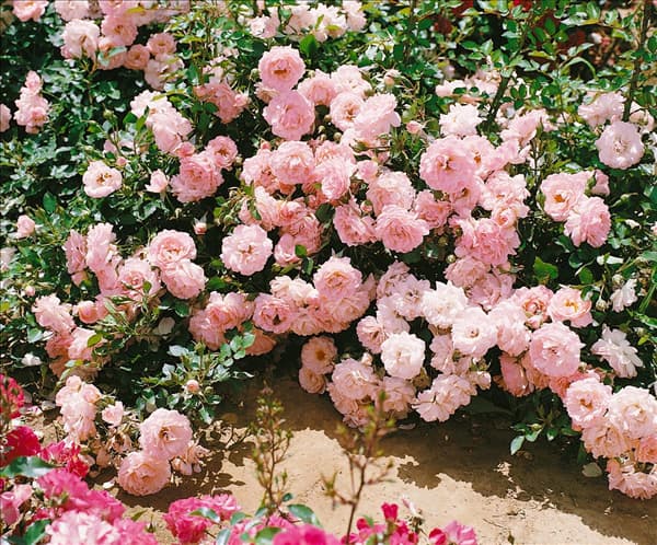 Bodendeckerrose Pink Borsalino