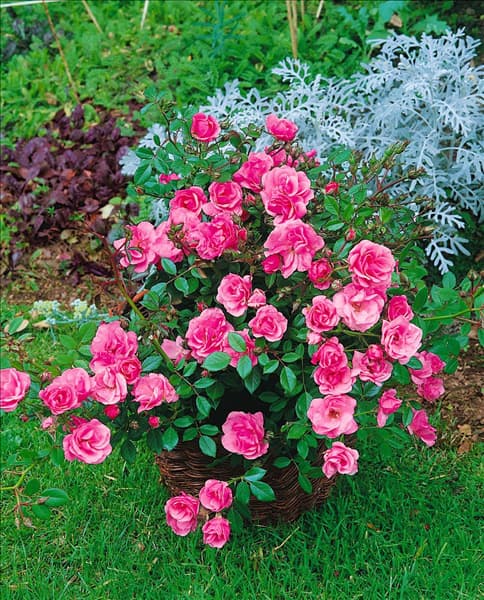 Rosa Sweet Cover