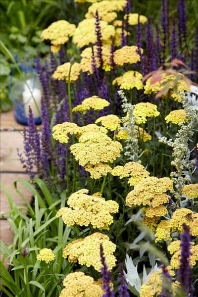 Achillea millefolium