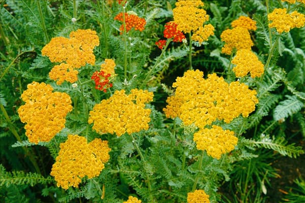Achillea millefolium