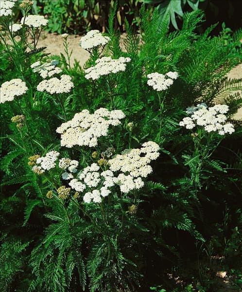 Achillea millefolium