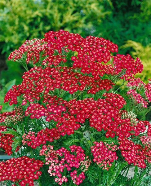 Achillea millefolium