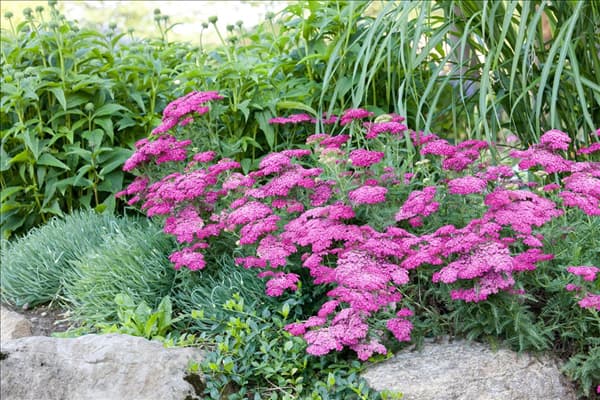 Achillea millefolium
