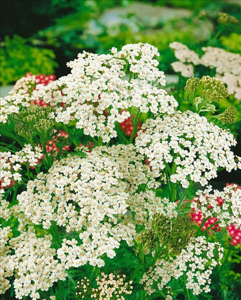 Achillea millefolium