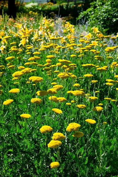 Achillea millefolium