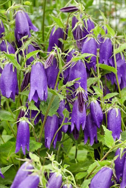 Campanula Sarastro