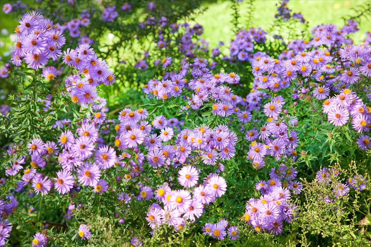 Aster novi-belgii