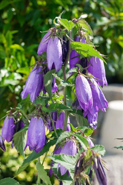 Campanula punctata Sarastro