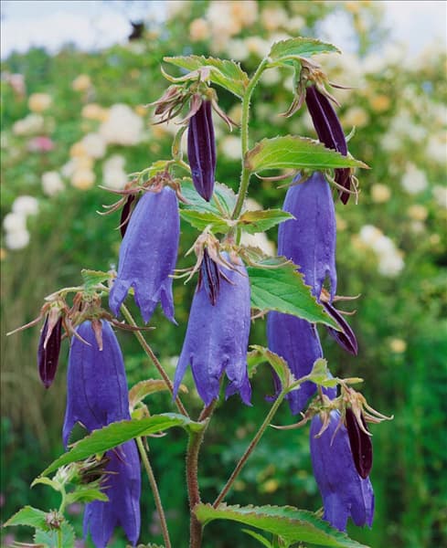 Campanula Sarastro