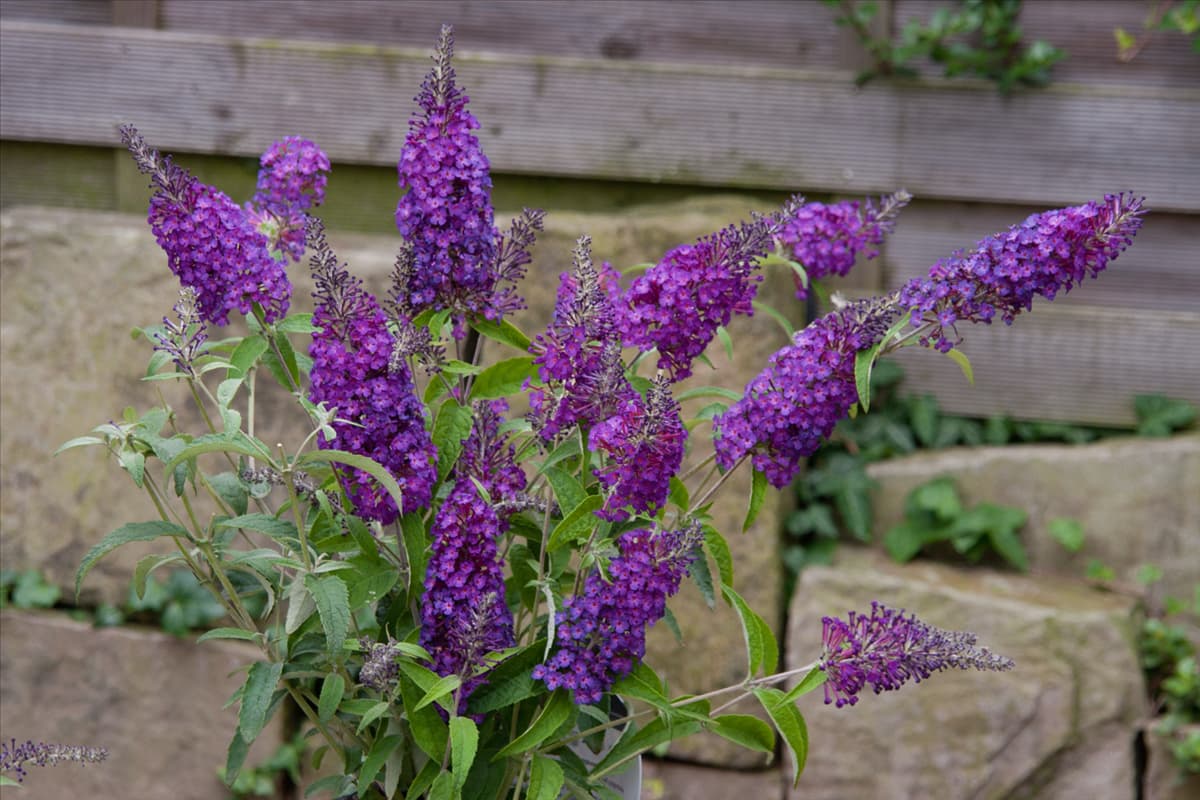 Buddleja Buzz Pink Purple