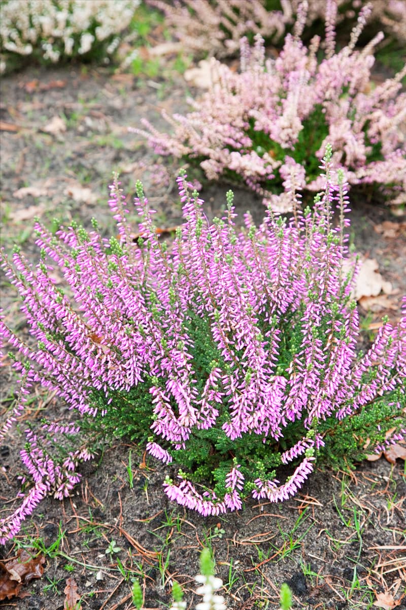 Calluna vulgaris Pink Madonna