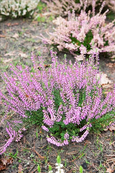 Calluna vulgaris Pink Madonna