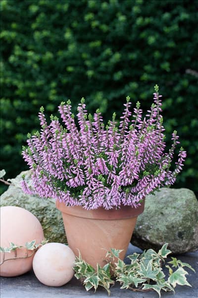 Calluna vulgaris Pink Madonna