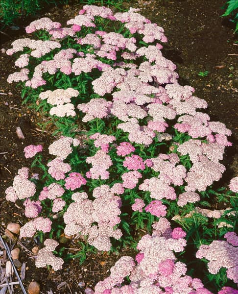 Achillea millefolium Apfelblüte