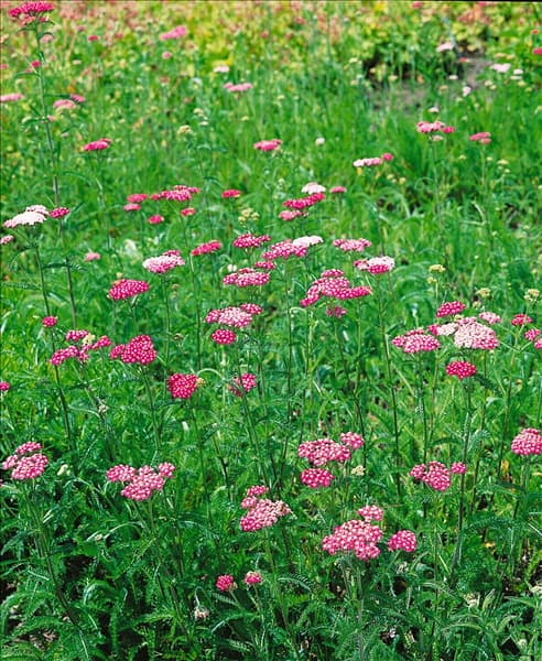 Achillea millefolium Apfelblüte