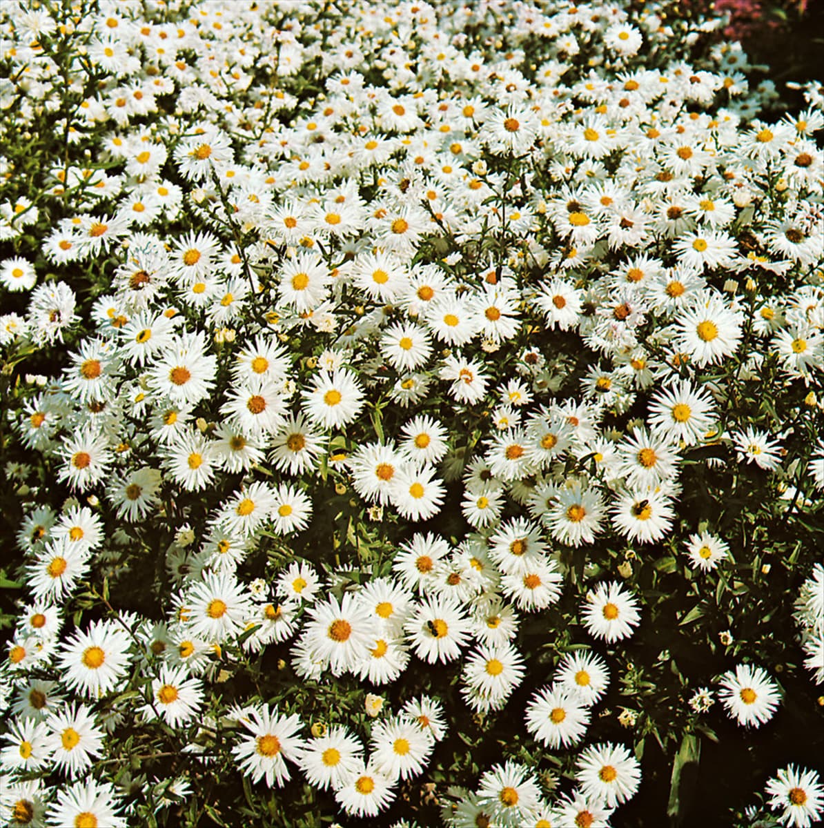 Aster novi-belgii Alba