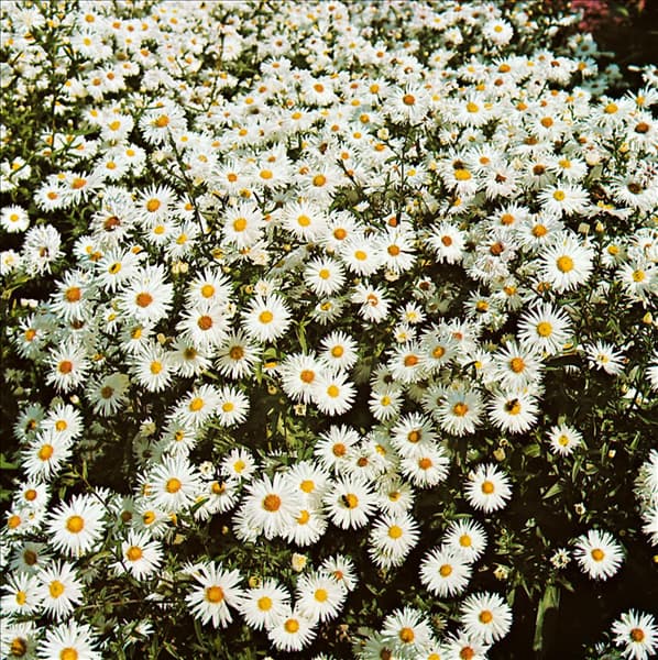 Aster novi-belgii Alba