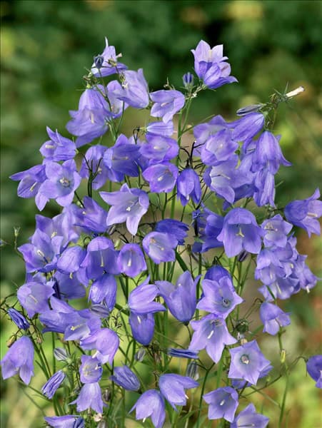 Campanula rotundifolia Thumbell