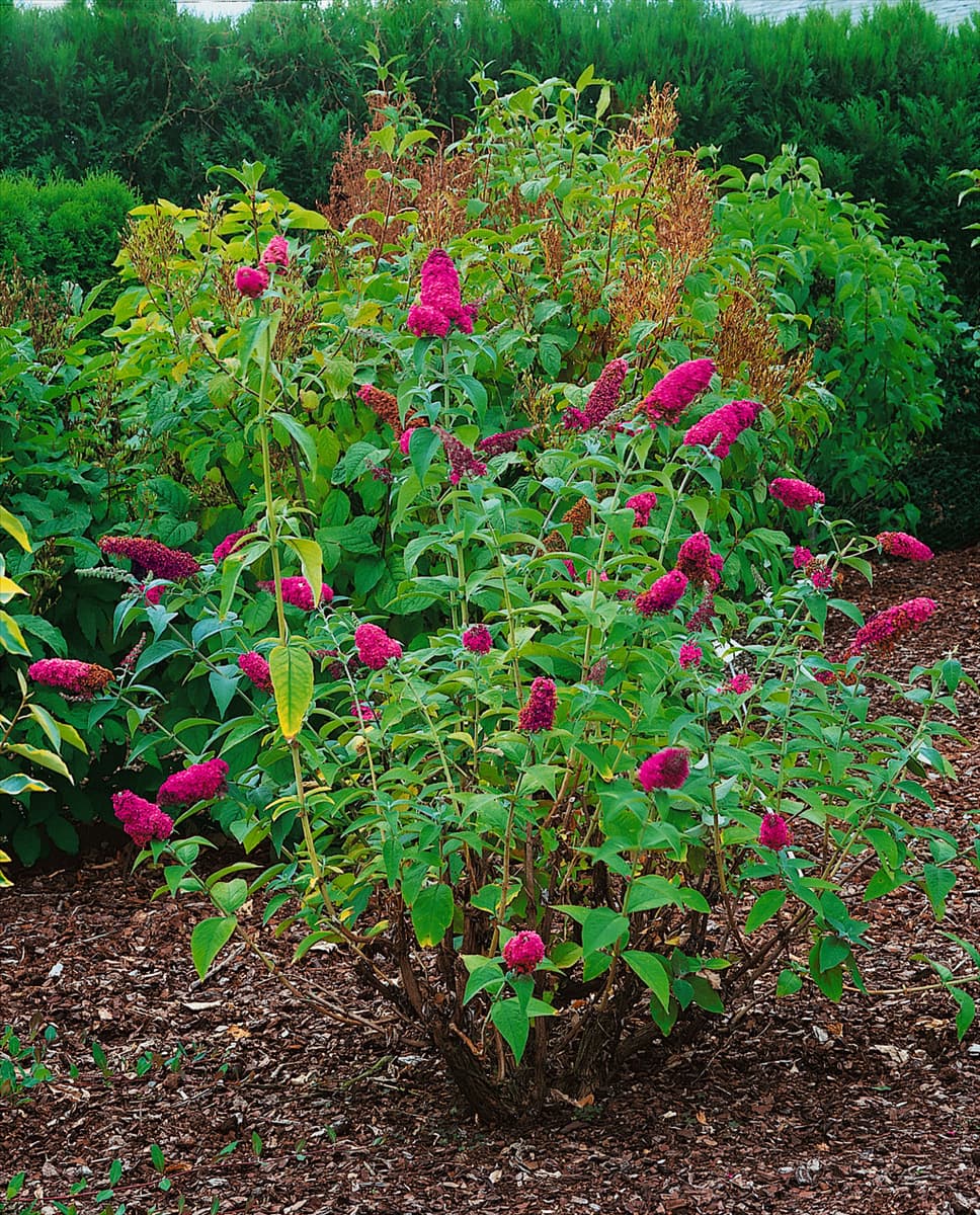 Buddleja davidii Opera