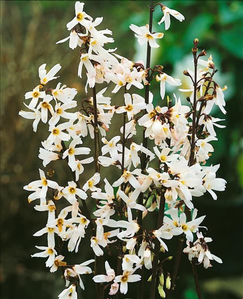 Abeliophyllum distichum