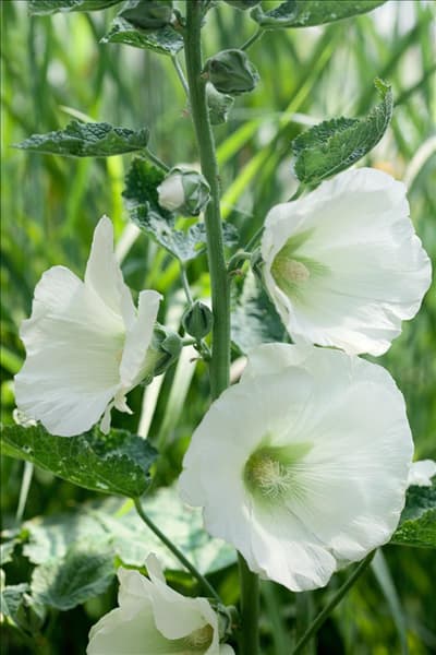 Alcea rosea Polarstar