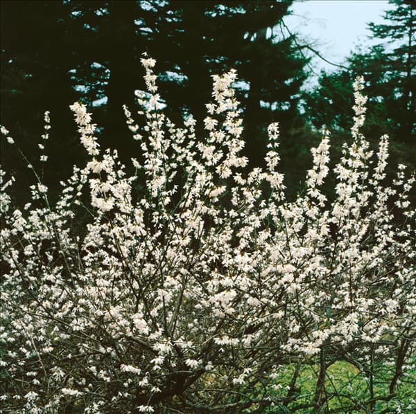 Abeliophyllum distichum