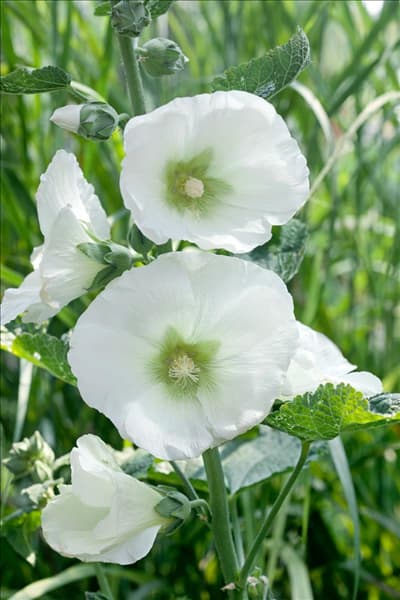 Alcea rosea Polarstar