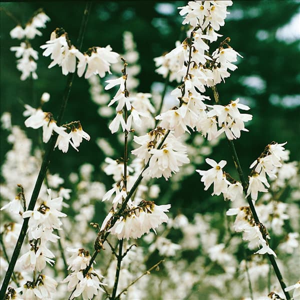 ABELIOPHYLLUM DISTICHUM