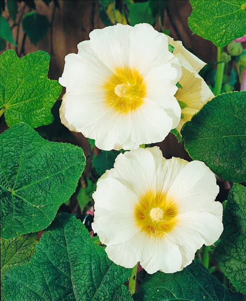 Alcea rosea simplex white