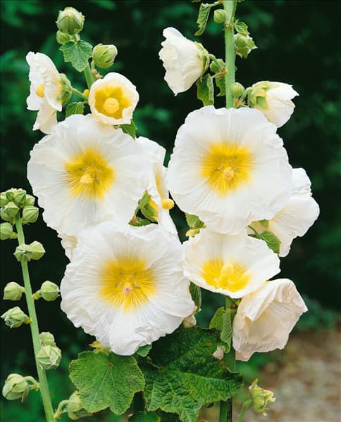 ALCEA ROSEA WHITE