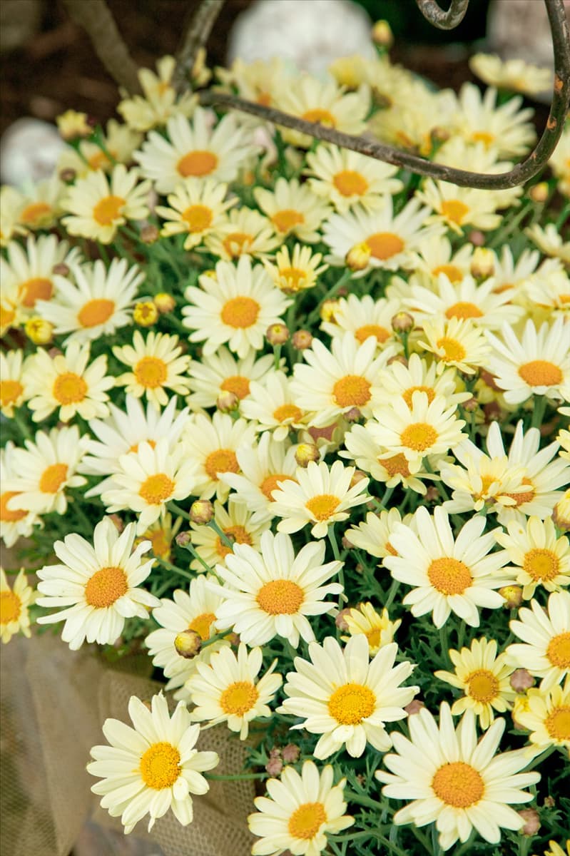 Argyranthemum Comet™ Yellow