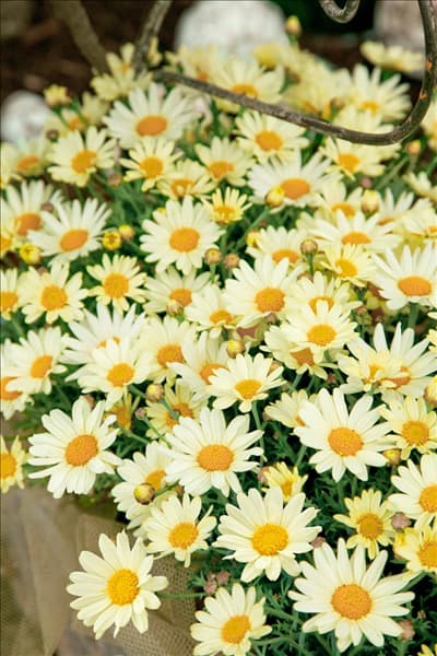 Argyranthemum Comet™ Yellow