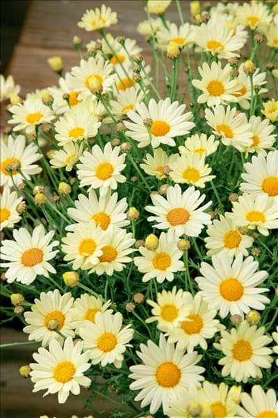 Argyranthemum Comet™ Yellow