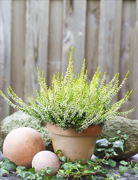 Calluna vulgaris Sandy