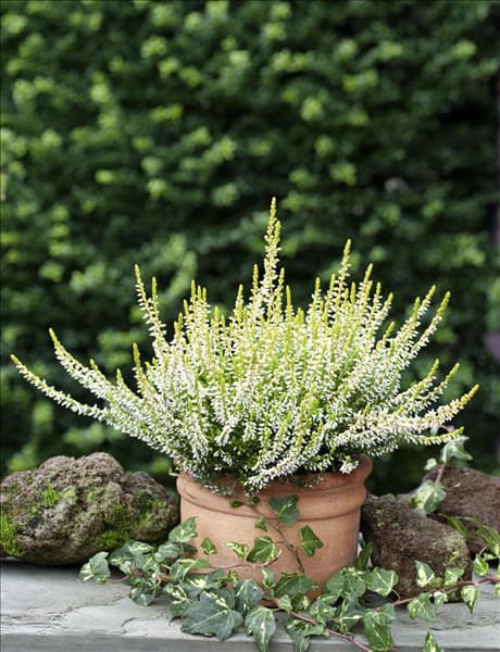 Calluna vulgaris Sandy