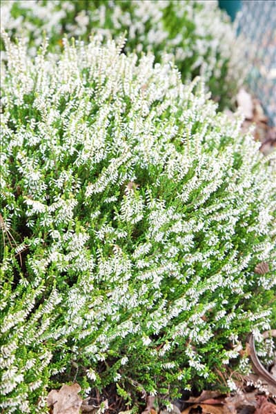 Calluna vulgaris Sandy